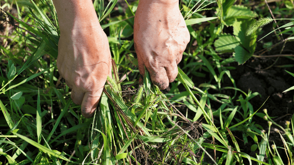 Berks County Lawn Treatment