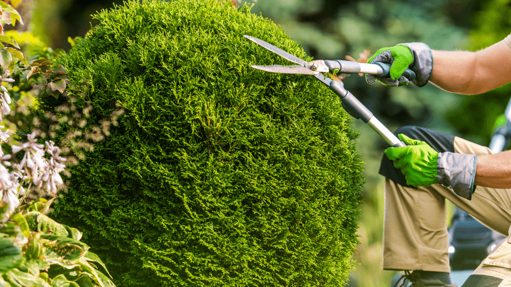 Shrub Trimming Services in Berks County PA