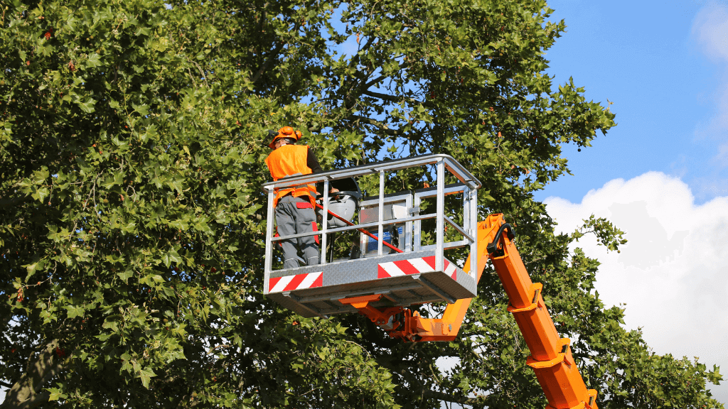 Tree Services in Berks County PA